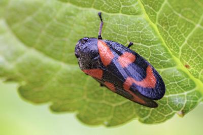Cercopis vulnerata