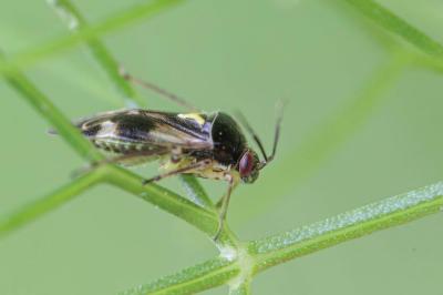 Orthops basalis