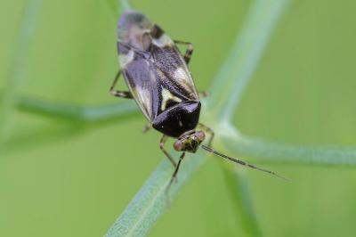 Orthops basalis