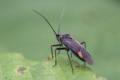 Capsodes flavomarginatus