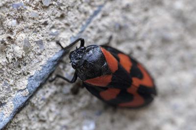 Cercopis vulnerata