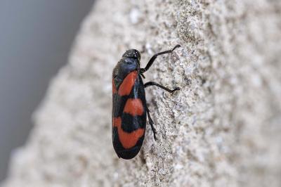 Cercopis vulnerata