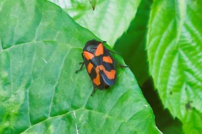 Cercopis vulnerata