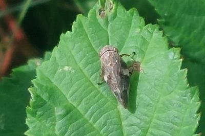 Aphrophora alni