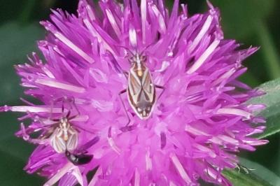 Horistus orientalis