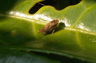 Philaenus spumarius
