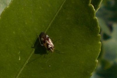 Lygus pratensis