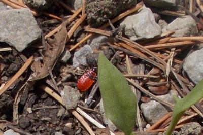 Pyrrhocoris apterus