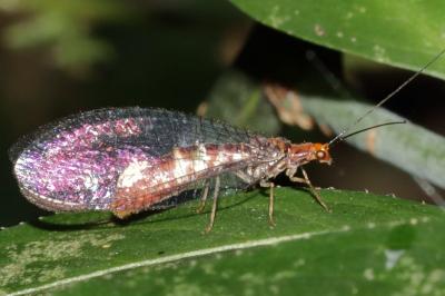 Nothochrysa capitata