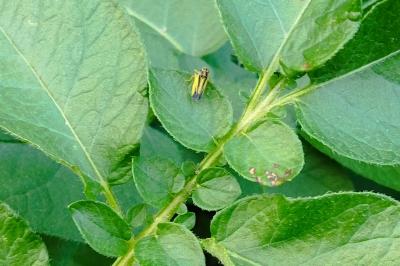 Evacanthus interruptus
