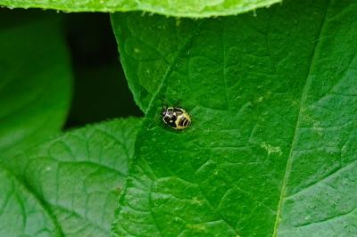 Eurydema oleracea