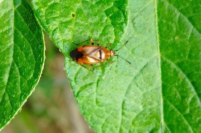 Deraeocoris ruber