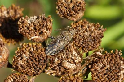 Stictopleurus punctatonervosus