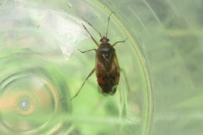 Deraeocoris flavilinea