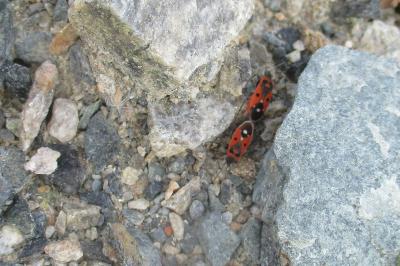 Melanocoryphus albomaculatus