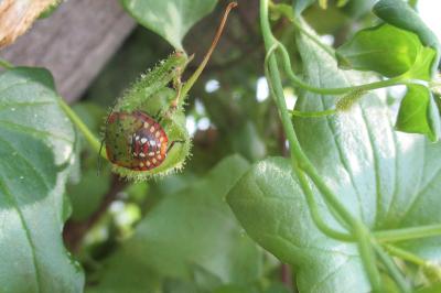 Nezara viridula