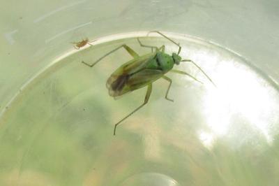 Closterotomus norwegicus