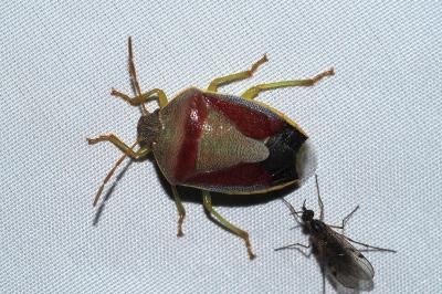 Piezodorus lituratus
