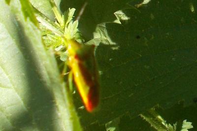 Acanthosoma haemorrhoidale