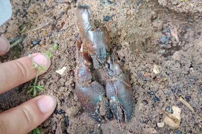 Pacifastacus leniusculus