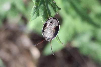 Piezodorus lituratus