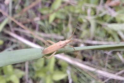 Notostira elongata