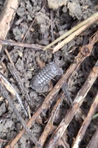 Armadillidium nasatum