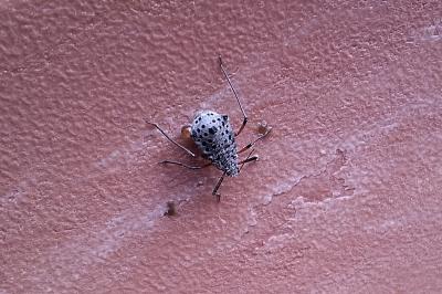 Tuberolachnus salignus