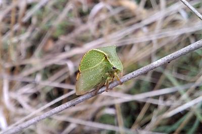 Stictocephala bisonia