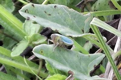 Cicadella viridis