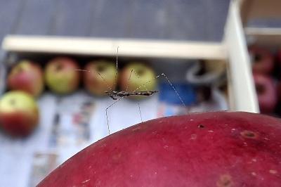 Empicoris vagabundus