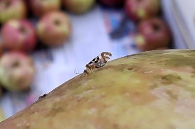 Graphopsocus cruciatus