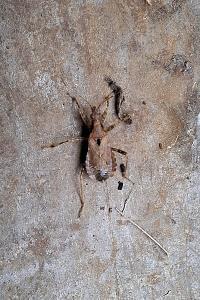 Himacerus mirmicoides