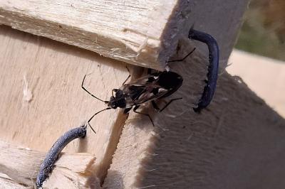 Rhyparochromus vulgaris