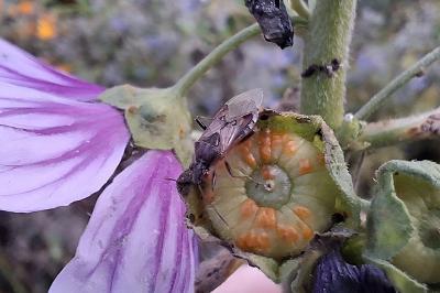 Stictopleurus punctatonervosus