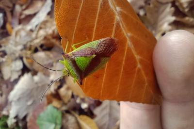 Acanthosoma haemorrhoidale