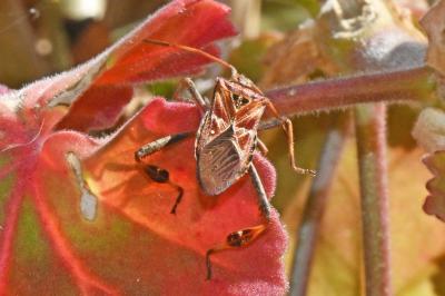 Leptoglossus occidentalis