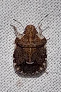 Dyroderes umbraculatus