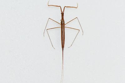 Ranatra linearis