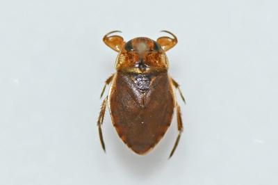 Ilyocoris cimicoides