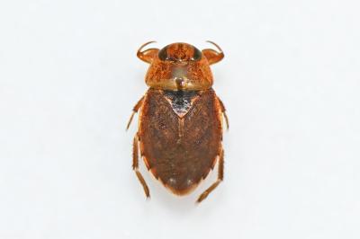 Ilyocoris cimicoides