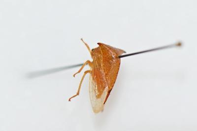 Stictocephala bisonia