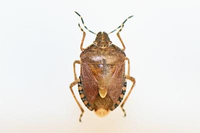 Dolycoris baccarum