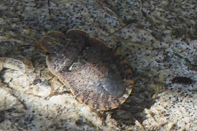 Sciocoris homalonotus