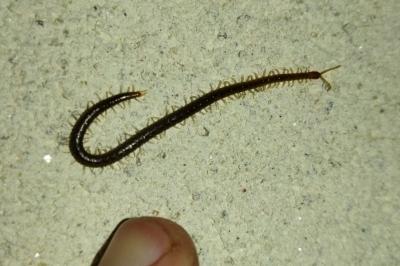 Geophilus carpophagus