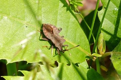 Coreus marginatus