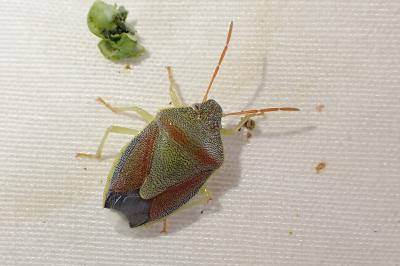 Piezodorus lituratus