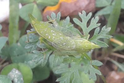 Dictyophara europaea