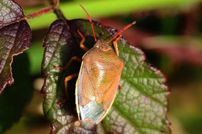 Piezodorus lituratus