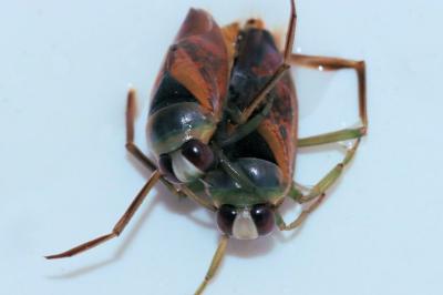 Notonecta maculata